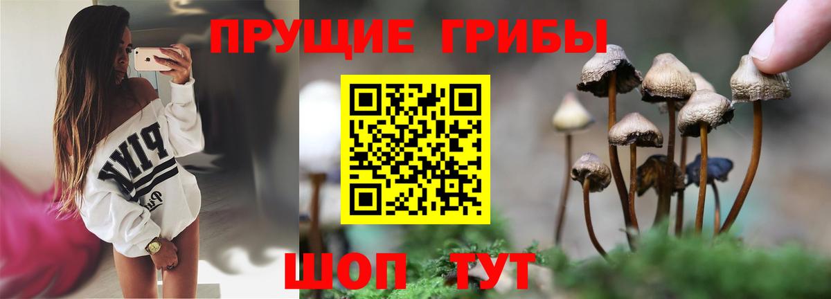 Псилоцибиновые грибы Psilocybe Котлас